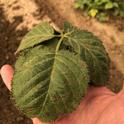 Purple spots on top of blackberry leaf common to downy mildew infection.  Photo Mark Bolda, UCCE.