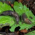 Little grey slug, Deroceras reticulatum.  Photo UCCE.