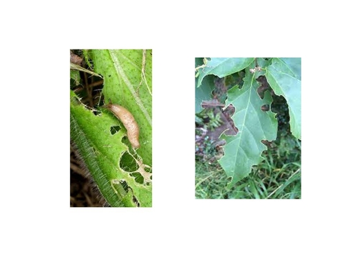 Comparison of slug/snail damage on a leaf (left side) to that of caterpillars (right side).  Note the clean cut of feeding of the caterpillars compared to the rougher appearance of the slug or snail feeding.  Oftentimes slime will be notable in the cases of mollusk feeding as well.