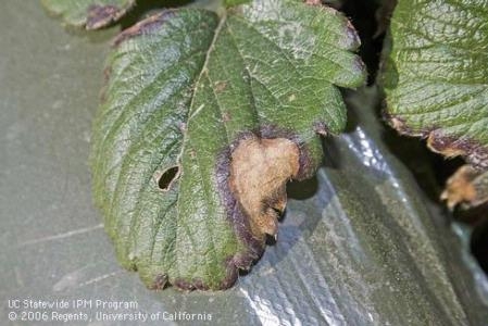 Photo 3: Leaf blotch on strawberry.  While superficially similar to margin burning caused by salt, note purple margin as well as rings of growth within the brown blotch.