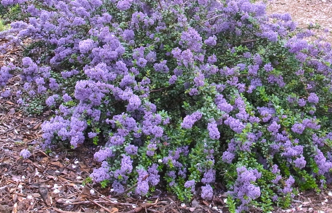 Ceanothus 'Valley Violet' in full bloom in March