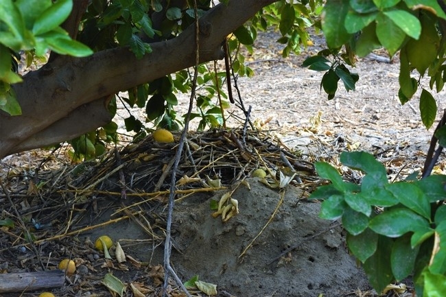 rat nest