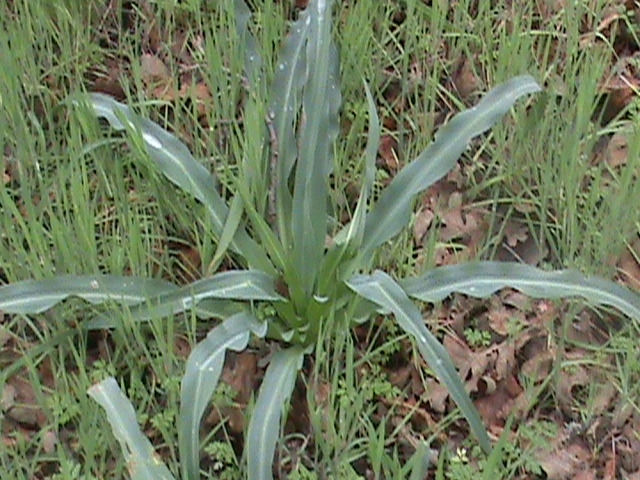 Chlorogalum pomeridianum aka Soap Plant