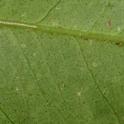 citricola scale nymphs on a leaf