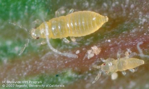2nd and 1st instar thrips