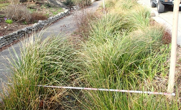 Evaluating tree size and condition in a bioswale. Photo by Igor Lacan.