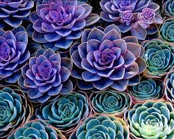 Water-wise and beautiful, succulents are a great addition to any home garden!