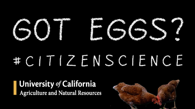 Backyard Poultry Egg Study UCANR 2 preview