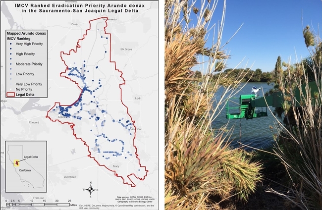 Figure 1 (left), prioritizing arundo populations in the Delta. Figure 2 (right), chemical application by aerial lift.