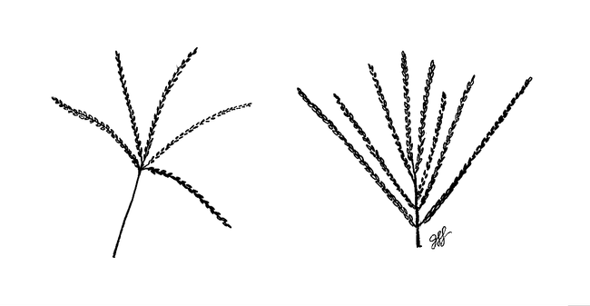Fig 4. Flowering stems of bermudagrass (left) and crabgrass. (Illustration: Jacqueline Lockwood)
