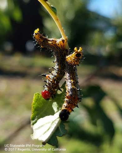 Two redhumped caterpillar larvae on a plum branch. (Photo: Belinda Messenger-Sikes)