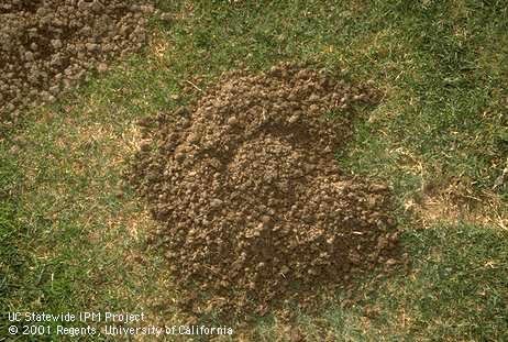 Fig 2. Gopher mounds are crescent-shaped and have a plugged burrow opening. (Credit: Jack Kelly Clark)