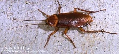 American cockroach. (Photo: Jack Kelly Clark)