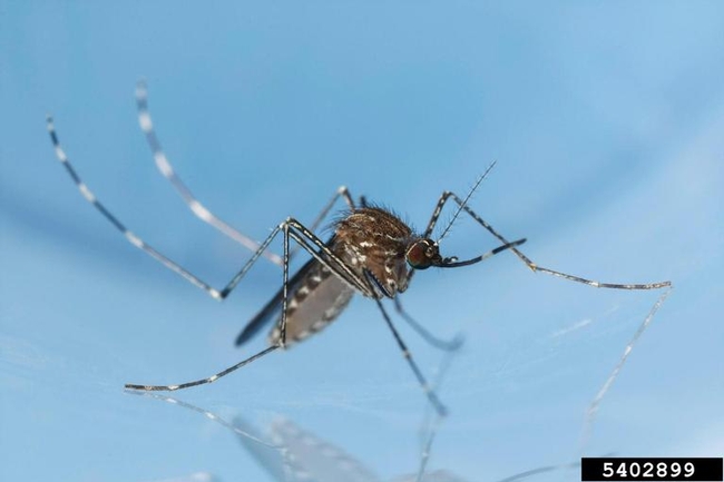Western encephalitis mosquito. (Credit: Joseph Berger, Bugwood.org)