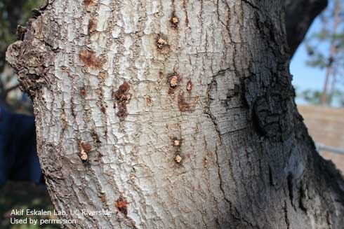 Discolored patches on bark from polyphagous shot hole borer adults boring into a tree trunk. (Credit: Akif Eskalen Lab, UC Riverside)