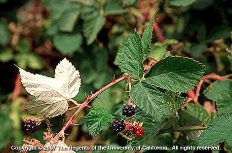 Himalaya blackberry is listed as very invasive by the Invasive Plant Council (CAL-IPC). Unfortunately eating the fruit won't prevent it from spreading since it also roots from stem nodes. (Credit: Joseph M. DiTomaso)