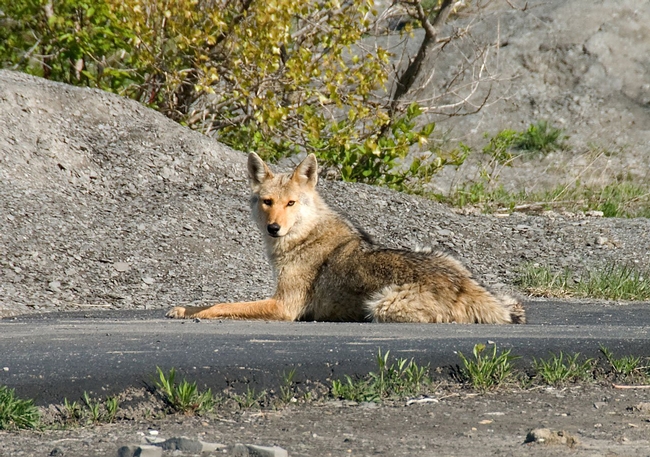 Urban coyote on pahtway. (Credit: PxHere.com)
