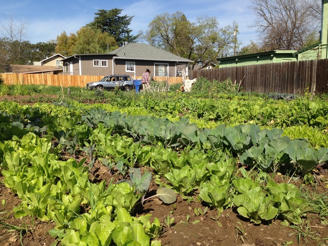Urban Farm in Sacramento