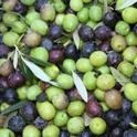 As of September 2011 California has approximately 30,000 acres of olives are in production.  California olive oil production has doubled since 2008.