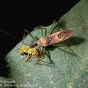 Adult leafhopper assassin bug ( Zelus renardii). Photo by Jack Kelly Clark.