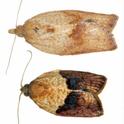 Smaller than a dime, adult light brown apple moths are light brown with dark brown markings. A female is shown on the top and a male below.