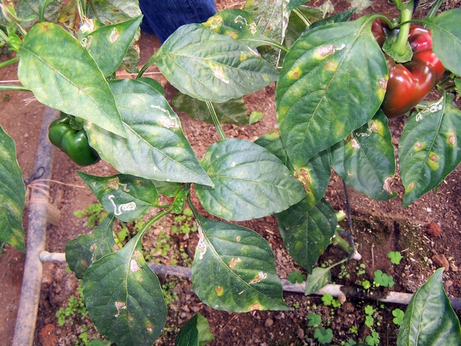 Greenhouse grown peppers at this DR location were declining due to nematode presence (observed colonies on roots), likely P. capsici and foliar problems: mildew and leaf miner damage.
