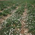 Weeds, such as this field bindweed in a tomato field, are plants that interfere with the growing of agricultural or landscape plants. They can also endanger the health or safety of people or animals.