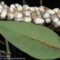 Cottony cushion scale on heavenly bamboo, mature females on twigs and nymphs on leaves. Photo by Jack Kelly Clark.