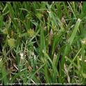 Green kyllinga (Kyllinga brevifolia) infestation in turf. Photo by Jack Kelly Clark.
