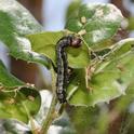 California oakworm larva. Photo by J. Neve.