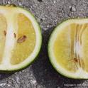 This photo shows small, lopsided fruit, dark seeds, and rind that does not color properly due to huanglongbing. Plants closely related to citrus are also hosts to ACP. Photo by M.E. Rogers
