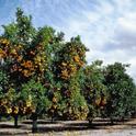 There is hope for citrus. Researchers in our state, nation and around the world are working towards a solution to the ACP-HLB pest disease complex. Photo by J.K. Clark.