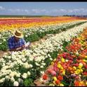 UC ANR has many resources available for the nursery and floriculture industry.  Photo by Jack Kelly Clark.