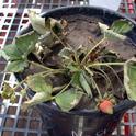 Ventana strawberry irrigated with water with Electrical conductivity=20 dS/m; Salt: Sodium chloride, NaCl