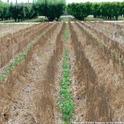 No-tillage and high-residue practices reduce soil water evaproation among other benefits.