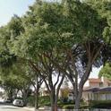 Oak trees in urban and natural settings throughout California are at risk of dying from the GSOB. Please do what you can to limit the spread of this destructive pest. Photo by K. Jones.