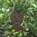 Swarm of honey bees, Apis mellifera, on a lemon tree limb. Photo by David Rosen.