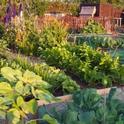 Home food gardens can help stretch food dollars and improve nutrition.
