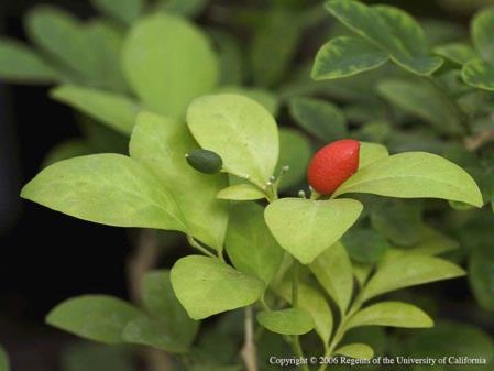 Posts Tagged: invasive species - University of California Cooperative ...