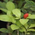Orange jasmine (Murraya paniculata) is a close relative of citrus, and a host for ACP. Photo by E.E. Grafton-Cardwell.