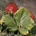 strawberry mite