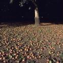 Walnuts on the ground ready for harvest. Photo by Jack Kelly Clark