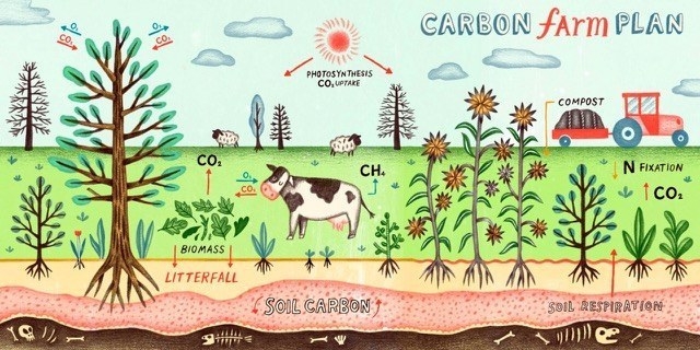 Carbon Farming. Photo credit: LandSmart