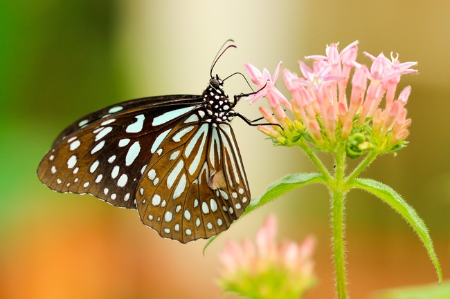 Butterfly. Photo by Boris Smokrovic on Unsplash.