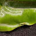 Winding pale tunnel beneath upper surface of a leaf with pupa visible at end of mine in a rolled leaf edge.