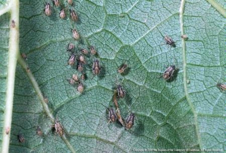 False chinch bugs nymphs are pale gray with brown or reddish areas on their abdomen. Photo by Jack Kelly Clark.