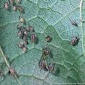 False chinch bugs nymphs are pale gray with brown or reddish areas on their abdomen. Photo by Jack Kelly Clark.