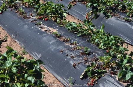 USDA representatives will hold meetings to inform strawberry growers of new Strawberry Pilot Crop Insurance Program. Photo by Jack Kelly Clark.