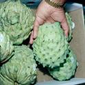 Cherimoya