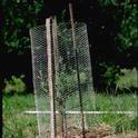 Wire mesh cylinders secured with stakes prevent rabbit damage to young trees. Photo by Jack Kelly Clark.